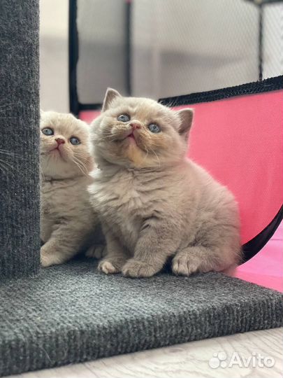 Продам британских котят