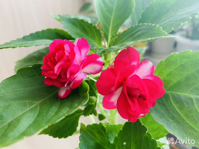 Бальзамин ванька мокрый