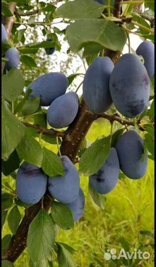 Продукты питания оптом