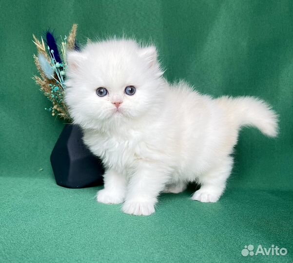 Персидская шиншилла