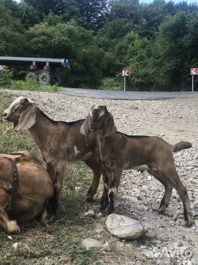 Нубийские козлики