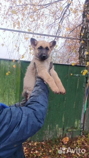 Щенок мальчик