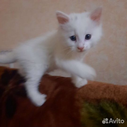 Турецкая ангора (котёнок)