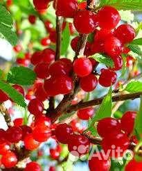 Вишня войлочная вишня шоколадница