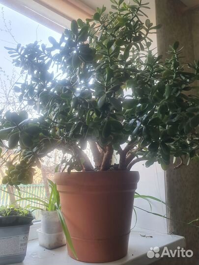 Денежное дерево толстянка крассула