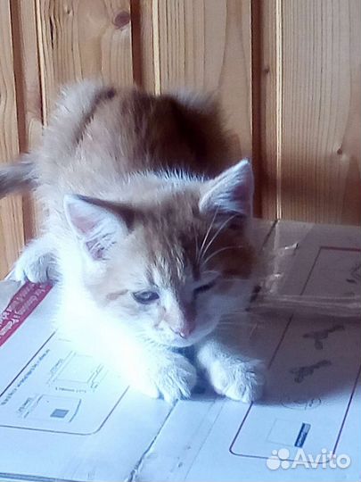 Котенок, возраст 2 месяца