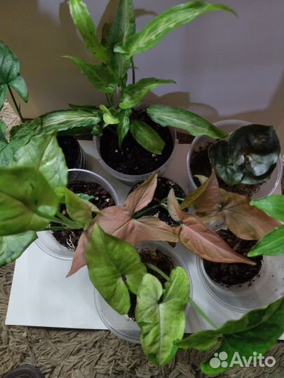 Сингониумы