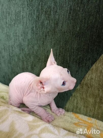 Канадский сфинкс котенок