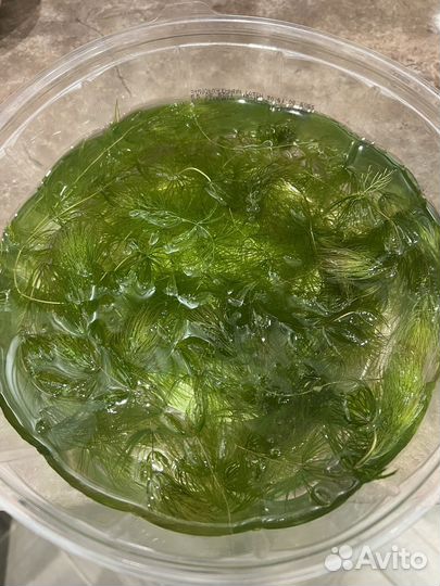 Аквариумные растения