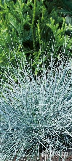 Почвопокровные растения