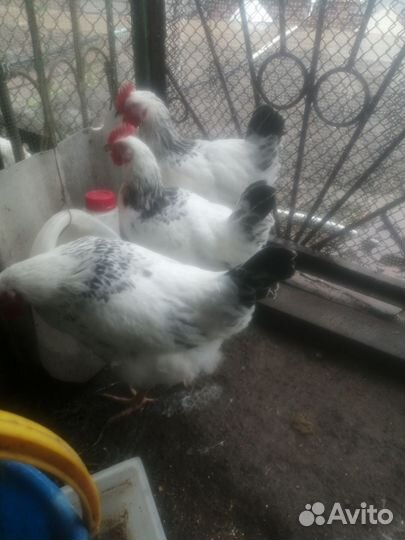 Петухи молодые