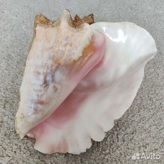 Ракушка морская большая