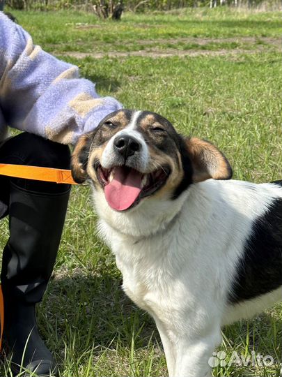 Милый Джагер тоскует в приюте