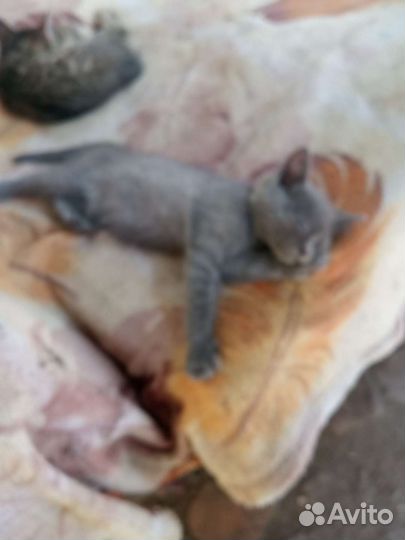 Отдам в добрые руки котят, одна девочка и 4 мж