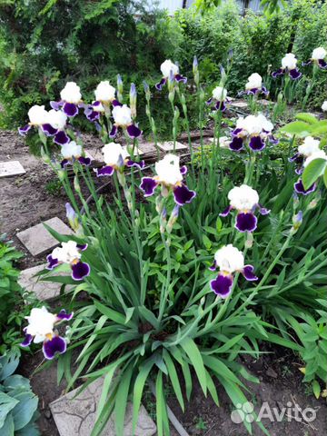 Набор сортовых гибридных ирисов