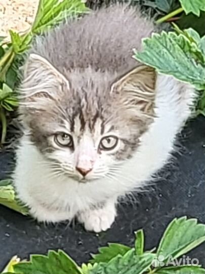 Сибирские котята