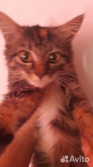 Котята метисы куна и британской в добрые руки