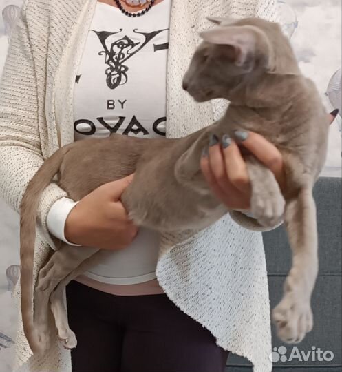 Ориентальный кот Вязка