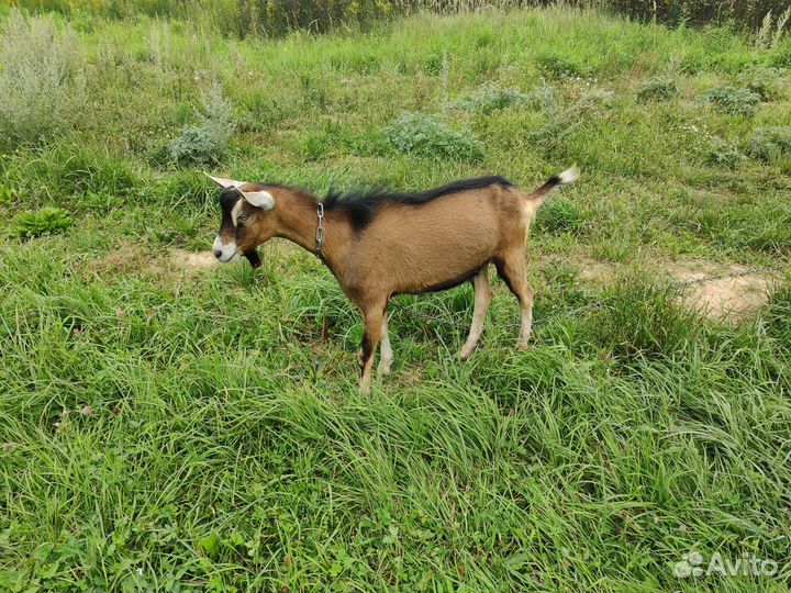 Козел на покрытие