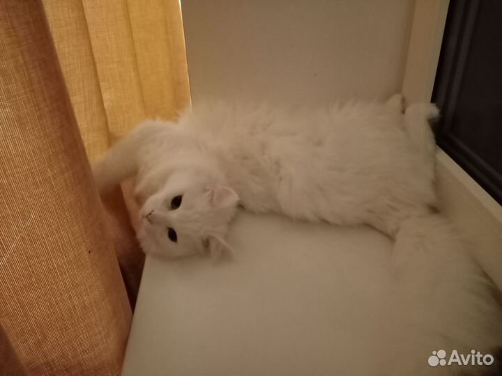 Передержка животных