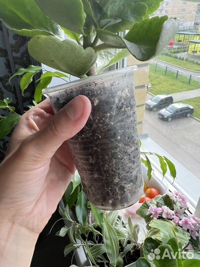 Комнатные цветы