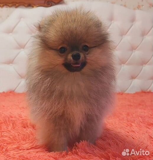 Померанский шпиц мальчик