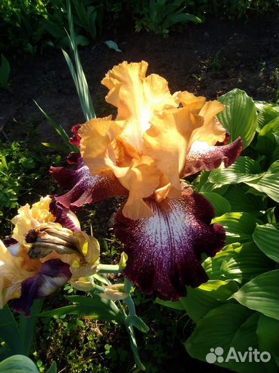 Ирисы,пионы, анемон, лилейник