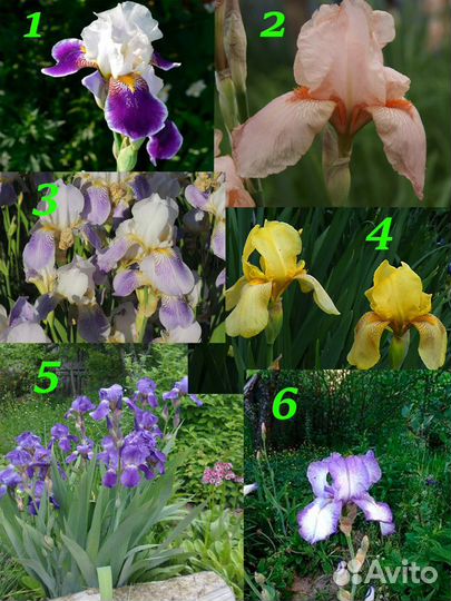 Цветы многолетники в асс.примулы,ирис,флокс,другие