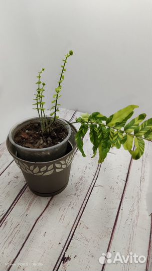 Жаклин,Фикус Лировидный (Ficus lyrata) -Нефролепис