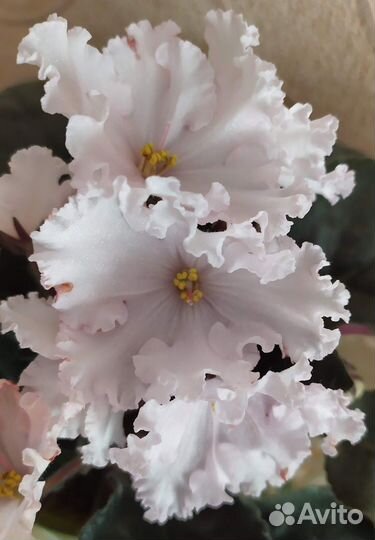 Фиалки на бутонах в горшке