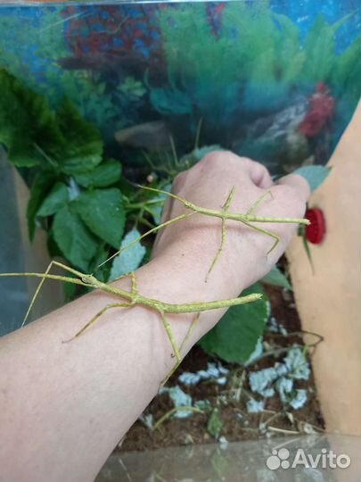 Палочник аннамский