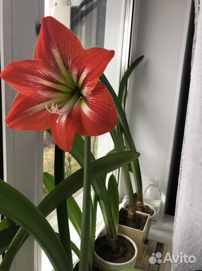 Гиппиаструм