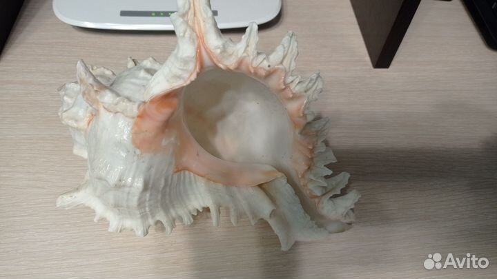 Раковина ракушка большая