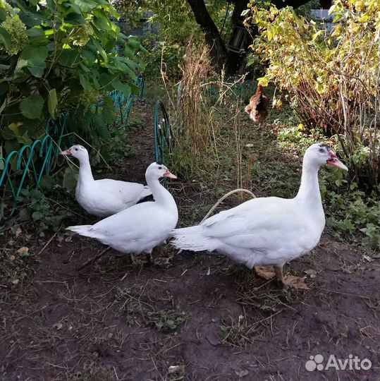 Яйца индоутки