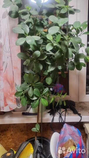 Фикус микрокарпа