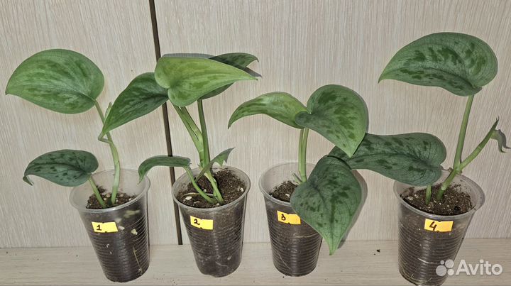 Сциндапсусы#3