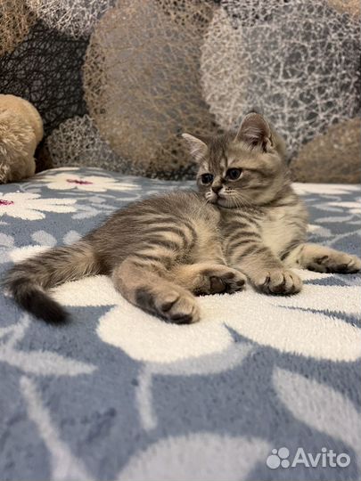Британские котята