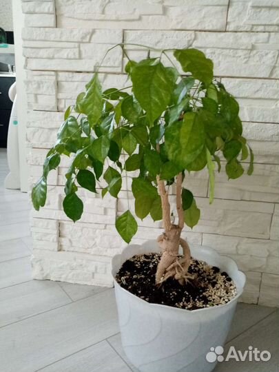 Радермахера