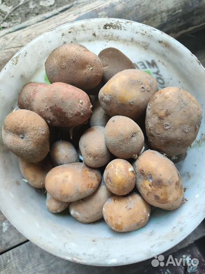 Огурцы соленые картофель