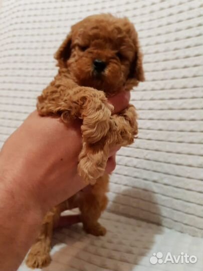 Мальтипу micro тедди