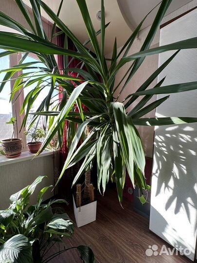 Пальма юкка