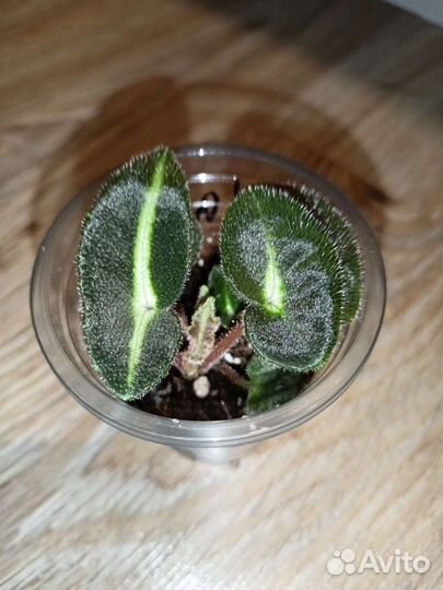 Бегония природная Listada