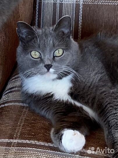 Котята в добрые руки, мальчик и девочка