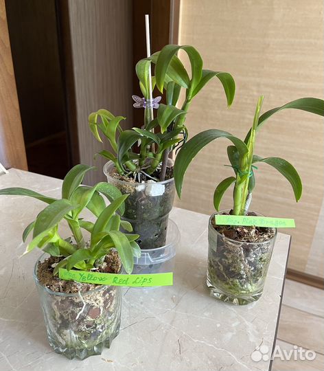 Орхидея дендробиум фаленопсис