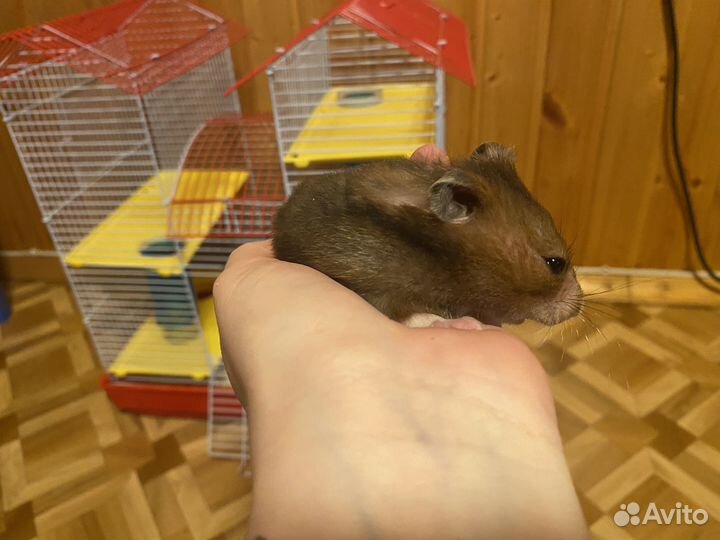 Сирийский хомяк девочка с клеткой