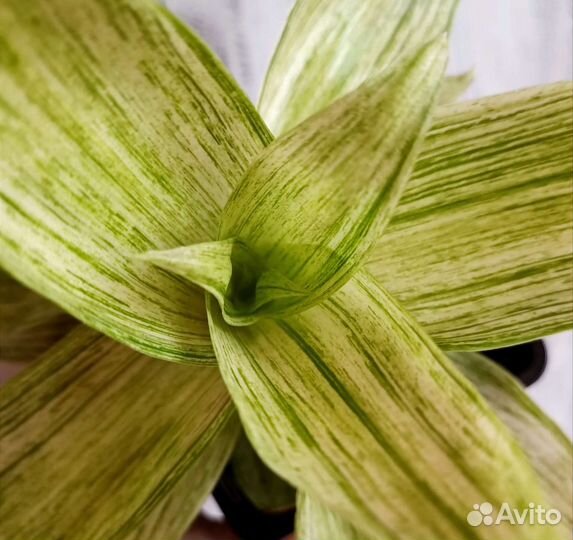 Каллизия Инфинити infiniti комнатные цветы