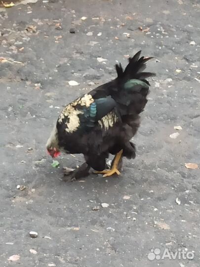 Куры и петухи