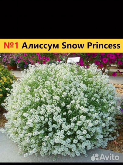 Вегетативка