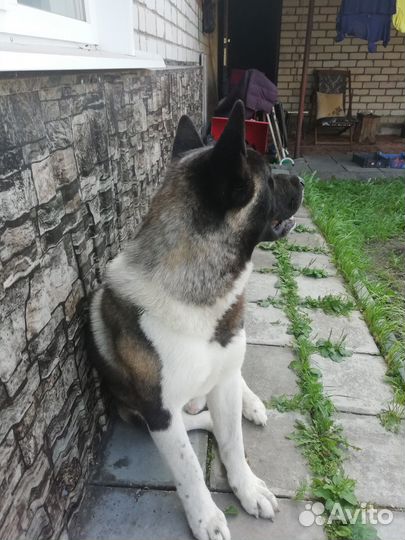 Кобель американской акиты—вязка