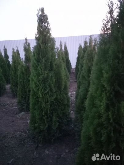 Туя Смарагд